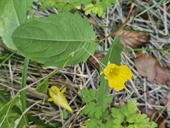 Impatiens noli-tangere, photograph (c) Marc Riera, some rights reserved (CC BY)