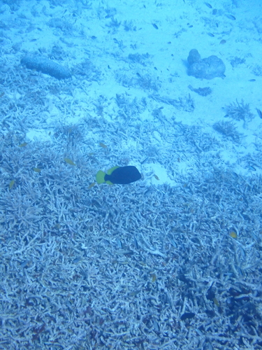 Diploprion bifasciatum observed 2026-09-23