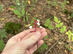 Actaea pachypoda, photograph author not stated, no rights reserved