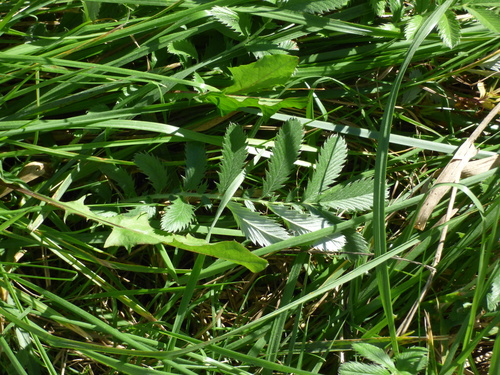Argentina anserina, photograph 2