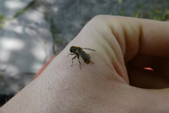 Merodon avidus