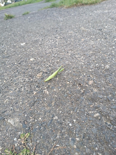 European Mantis