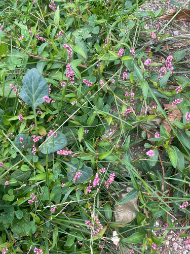 low smartweed
