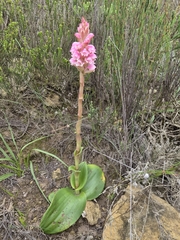 Satyrium carneum