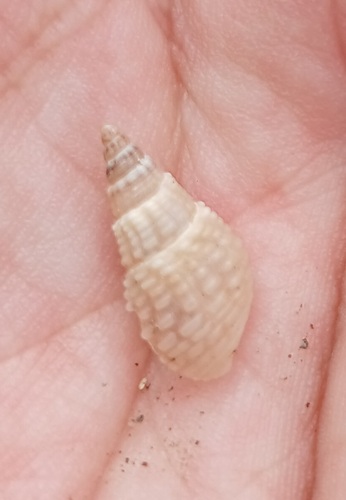 Tarebia granifera observed 2026-09-26