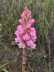 Satyrium carneum, photograph (c) Martjie Fia Fourie, some rights reserved (CC BY)