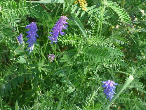 Vicia cracca, photograph 2