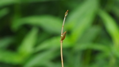 Euploea mulciber barsine