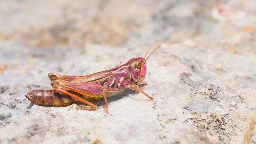 Black-spotted Toothed Grasshopper