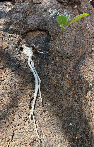 Ficus glaberrima observed 2026-09-26