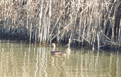 Little Grebe