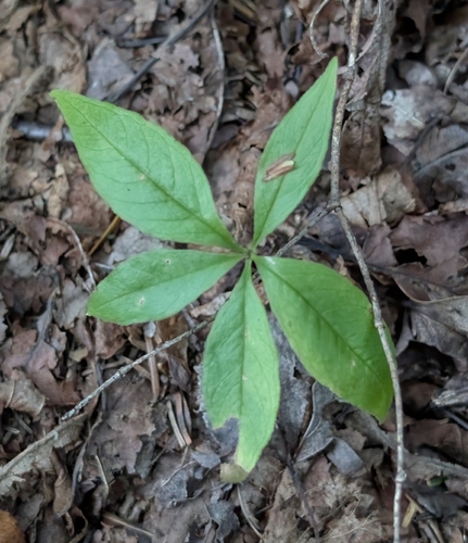 Lysimachia borealis