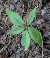 Lysimachia borealis