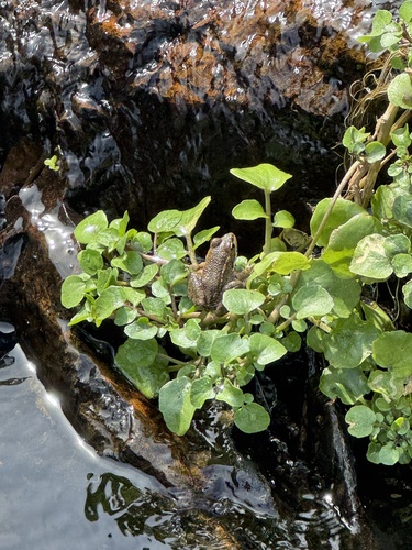 Iberian Green Frog