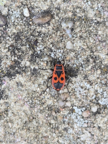 European Firebug