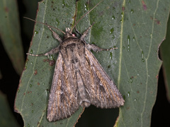 Persectania dyscrita