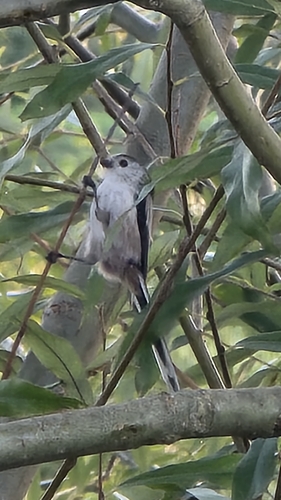 Long-tailed Tit