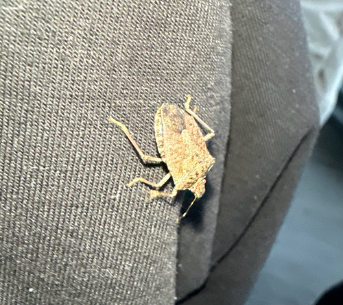 Brown Marmorated Stink Bug