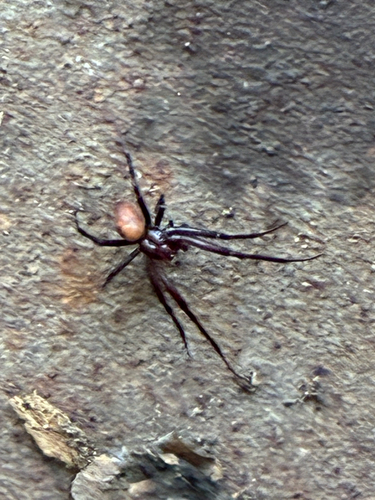 Meta bourneti