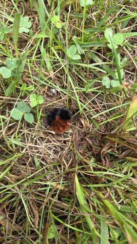Isabella Tiger Moth