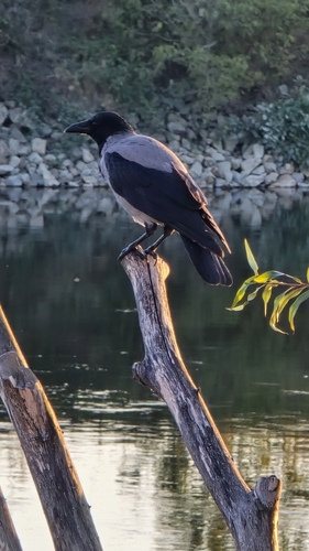 Hooded Crow