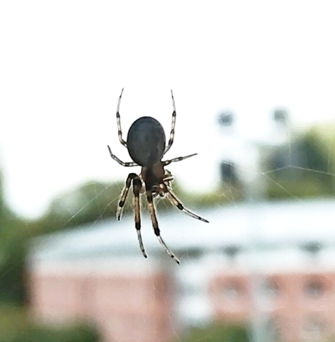 Silver-sided Sector Spider