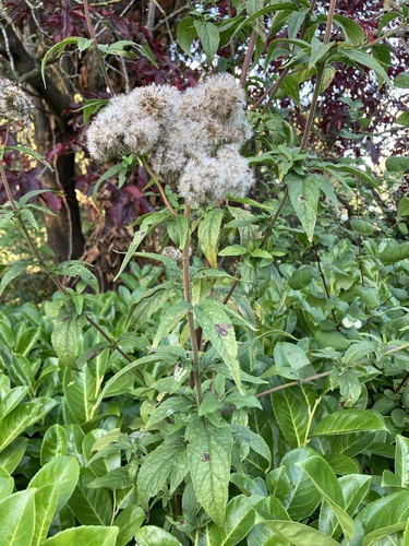 Eupatorium cannabinum, photograph 3