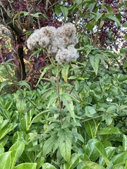 author not stated, no rights reserved Eupatorium cannabinum, photograph author not stated, no rights reserved