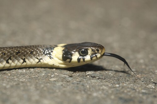 grass snake