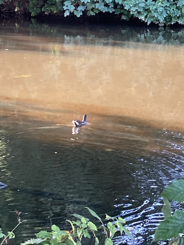 Eurasian Moorhen