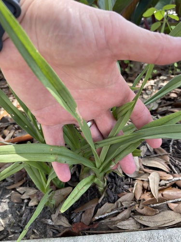Eulophia graminea