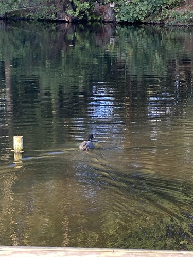 Eurasian Coot