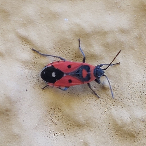 Melanocoryphus albomaculatus
