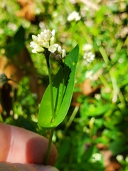 (c) Will Kuhn, some rights reserved (CC BY) Persicaria sagittata, photograph (c) Will Kuhn, some rights reserved (CC BY)
