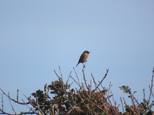 European Stonechat