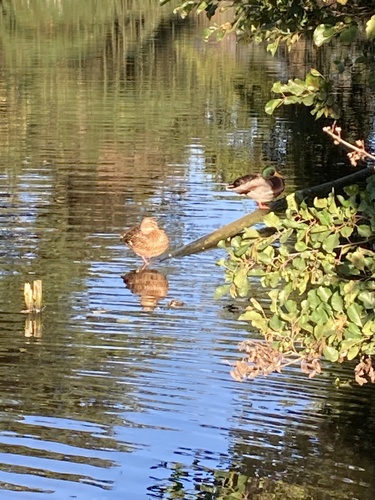 Mallard