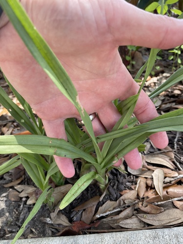 Eulophia graminea, photograph 2