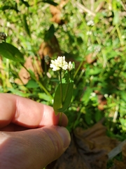 Persicaria sagittata, photograph (c) Will Kuhn, some rights reserved (CC BY)