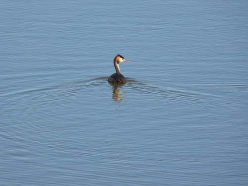 Great Crested Grebe