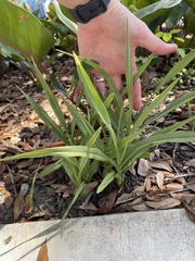 Eulophia graminea, photograph (c) James Hardee, some rights reserved (CC BY)