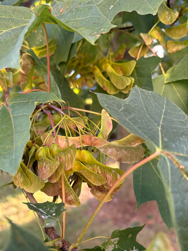 Norway maple
