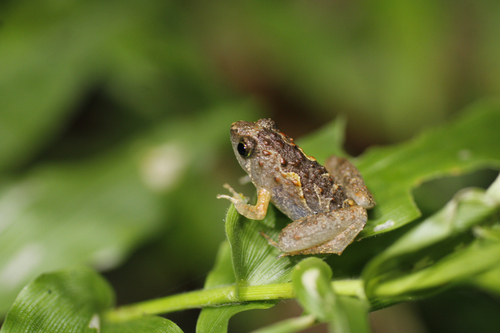 Microhyla butleri observed 2026-09-19