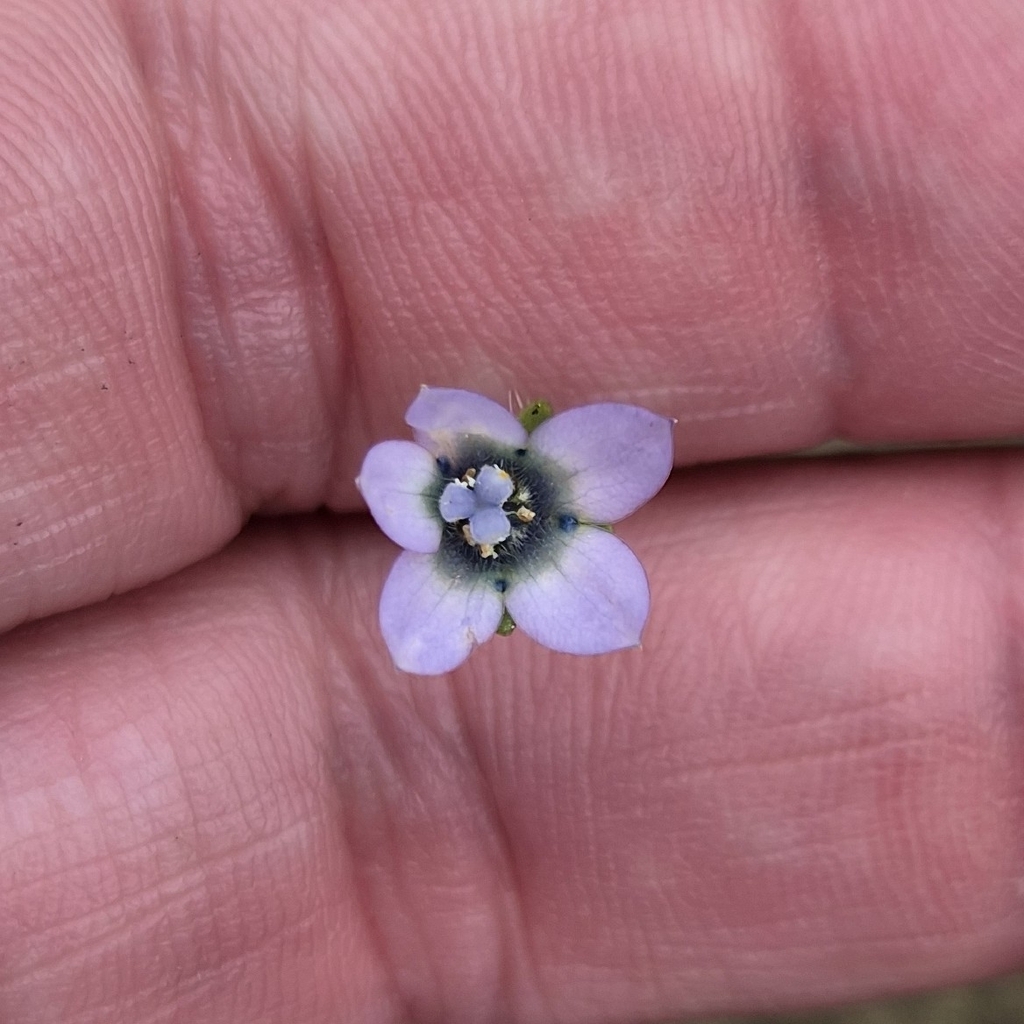 Wahlenbergia capensis; photograph (c) Martjie Fia Fourie, some rights reserved (CC BY)