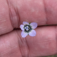 Wahlenbergia capensis