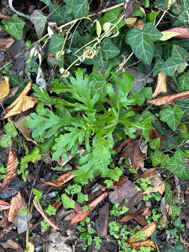 Senecio squalidus