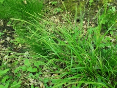 Carex strigosa