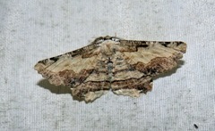 Lytrosis