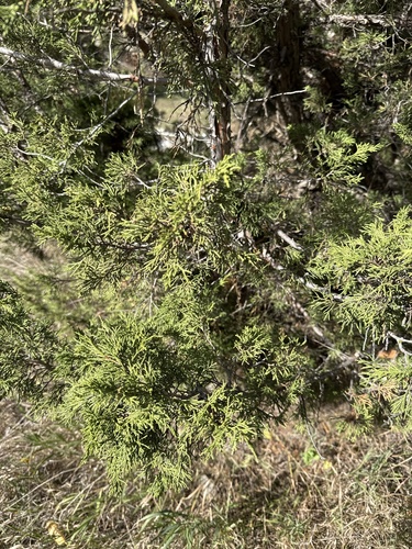 Rocky Mountain Juniper