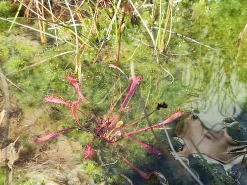 Great Sundew