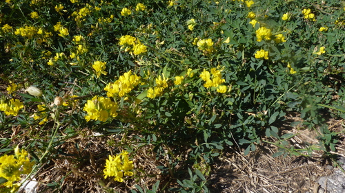 Medicago falcata, photograph 2